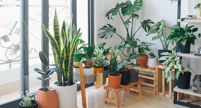 7 indoor plants that will make you feel relaxed